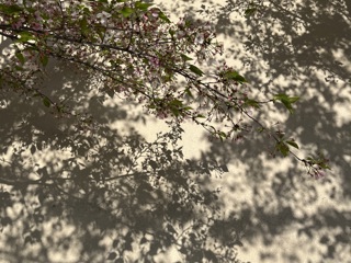 “最美人间四月天•花开校园”摄影美图展比赛  ——临湖第一中心小学工会教职工参加区摄影比赛